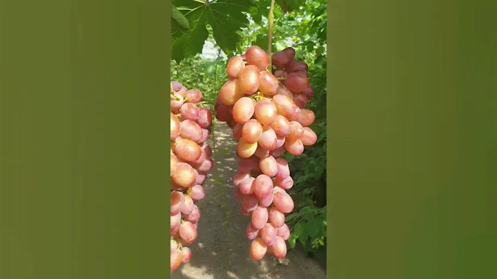 Зоренька сорт винограда #Short#Tiktok#обзор#farming #сад##новости#техника#grape#виноград#бизнес